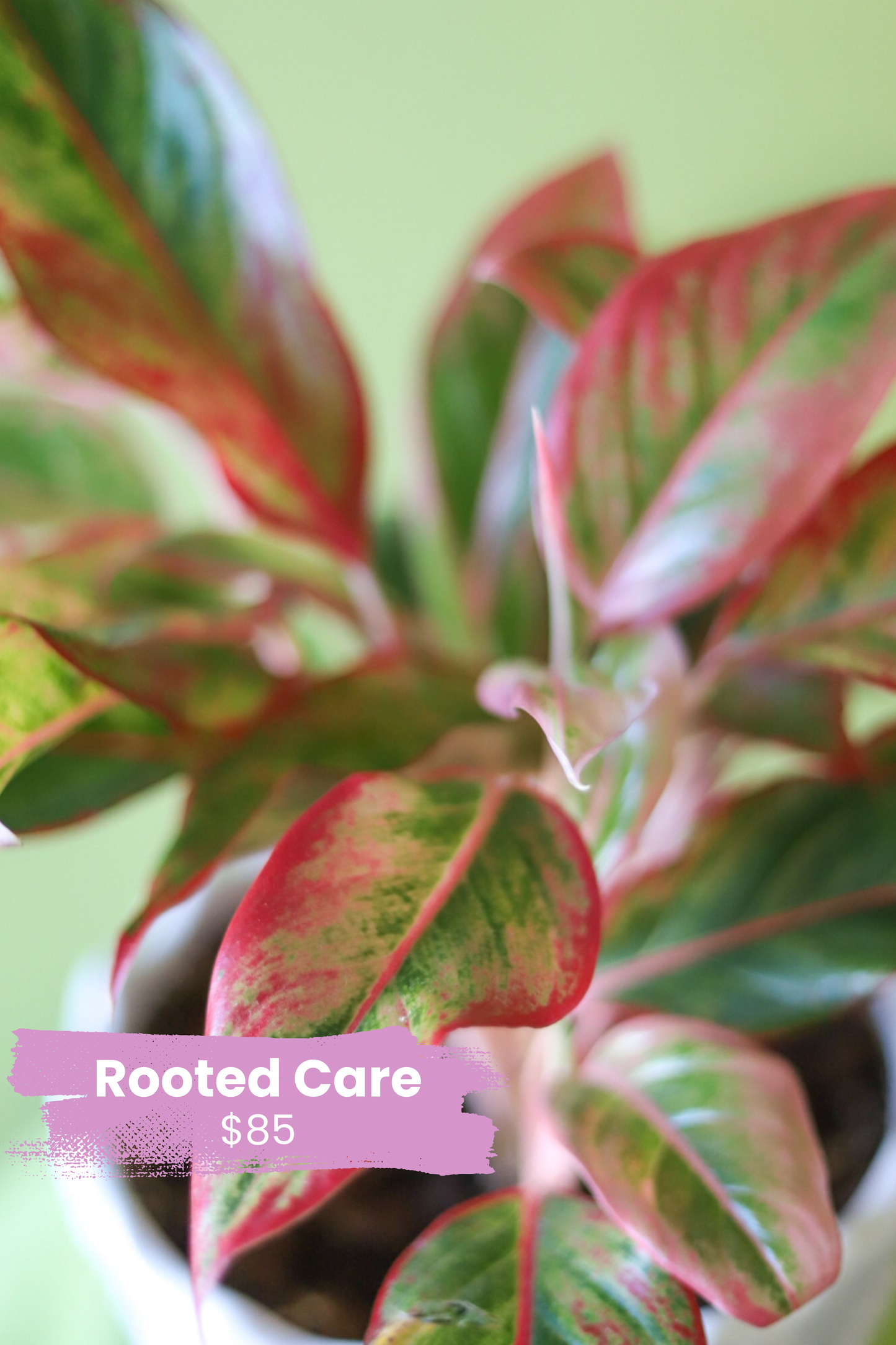 Rooted Care