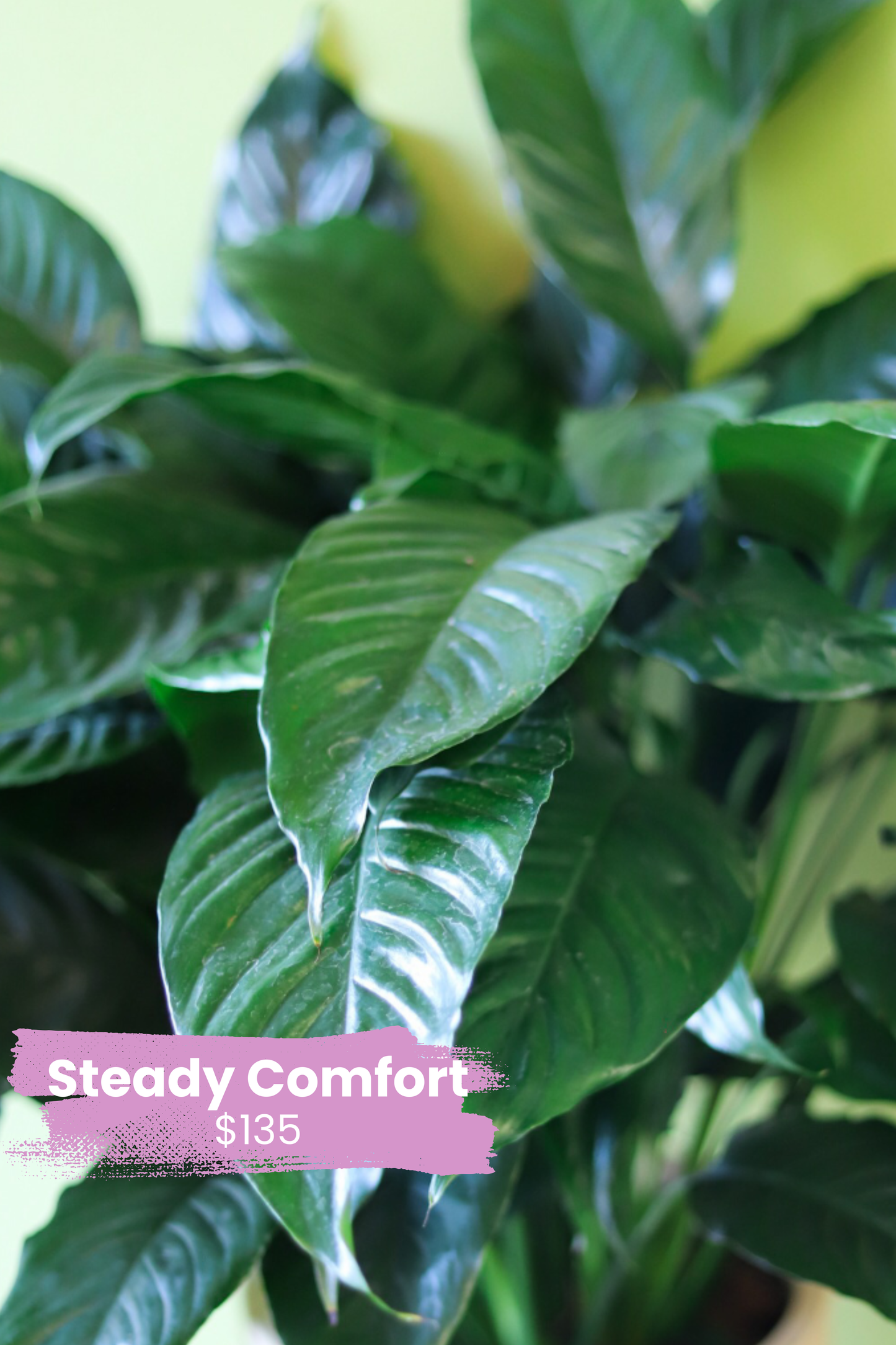 Steady Comfort